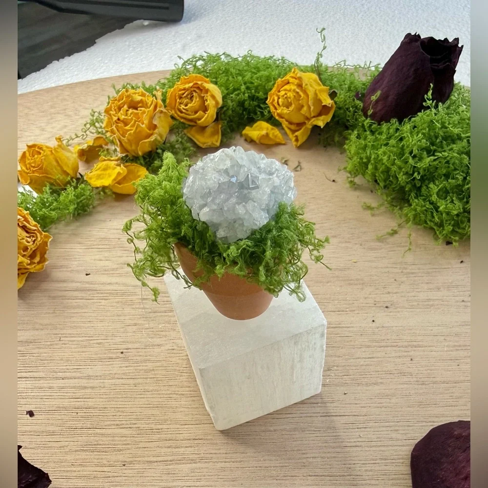 Celestite succulent & Selenite Cube | Peace • Angelic Energy • Spiritual Clarity - Picture 2 of 6